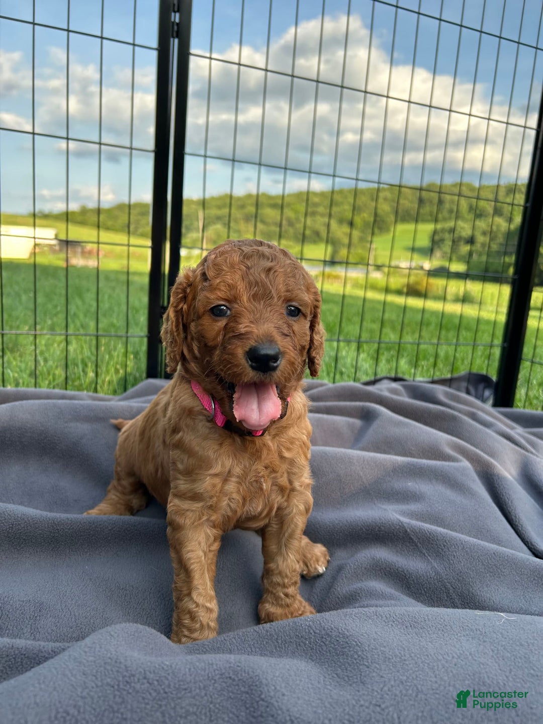 Goldendoodle dogs for sale: Baby Girl - Image 6