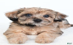 Yorkiepoo dogs for sale: Pearl - Image 2