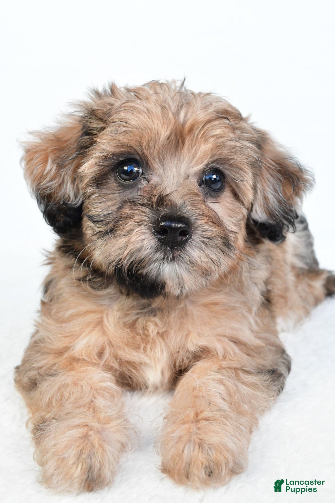 Yorkiepoo dogs for sale: Pearl - Image 2