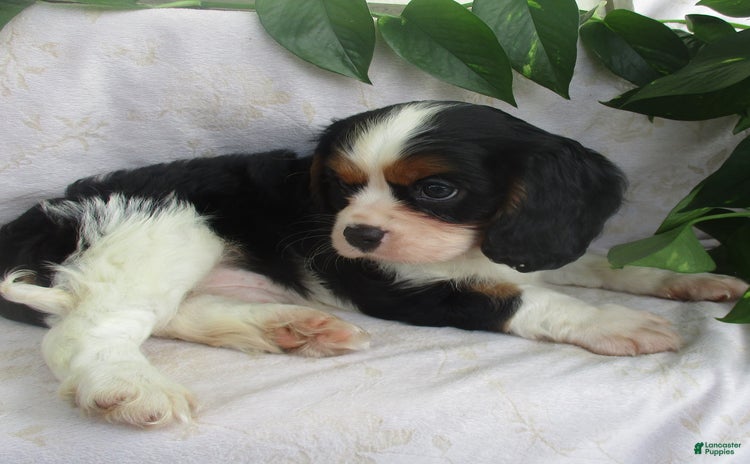 Cavalier King Charles Spaniel dogs for sale - Ad 3