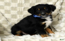 Miniature Australian Shepherd dogs for sale: Baxter - Image 5