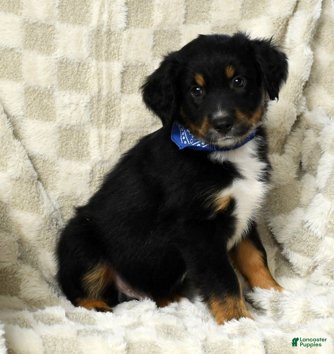 Miniature Australian Shepherd dogs for sale: Baxter - Image 5