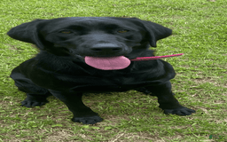 Labrador Retriever dogs for sale: Sunny - Image 2