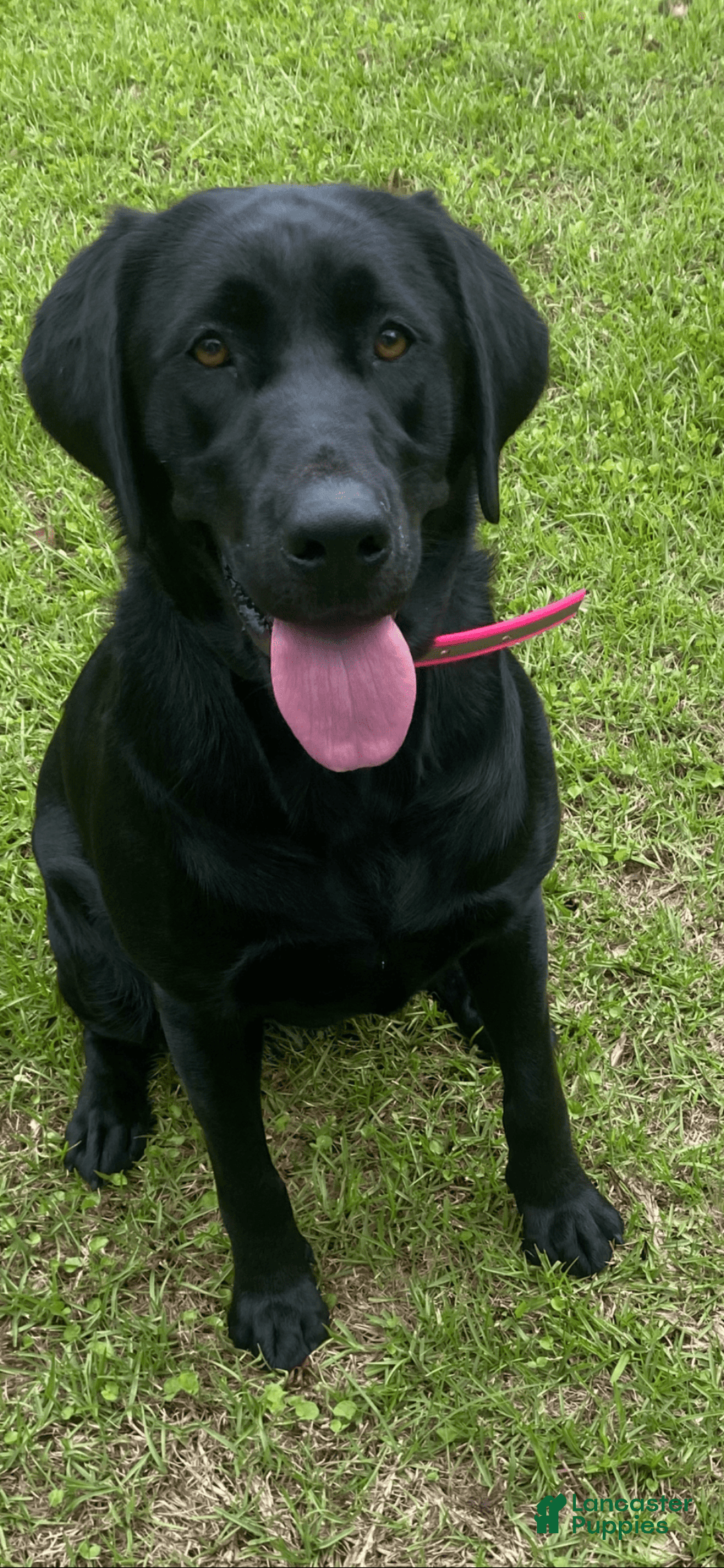 Labrador Retriever dogs for sale: Sunny - Image 2