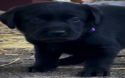 Labrador Retriever dogs for sale: Ruby - Image 7