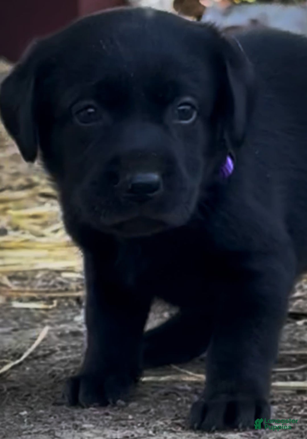 Labrador Retriever dogs for sale: Ruby - Image 7