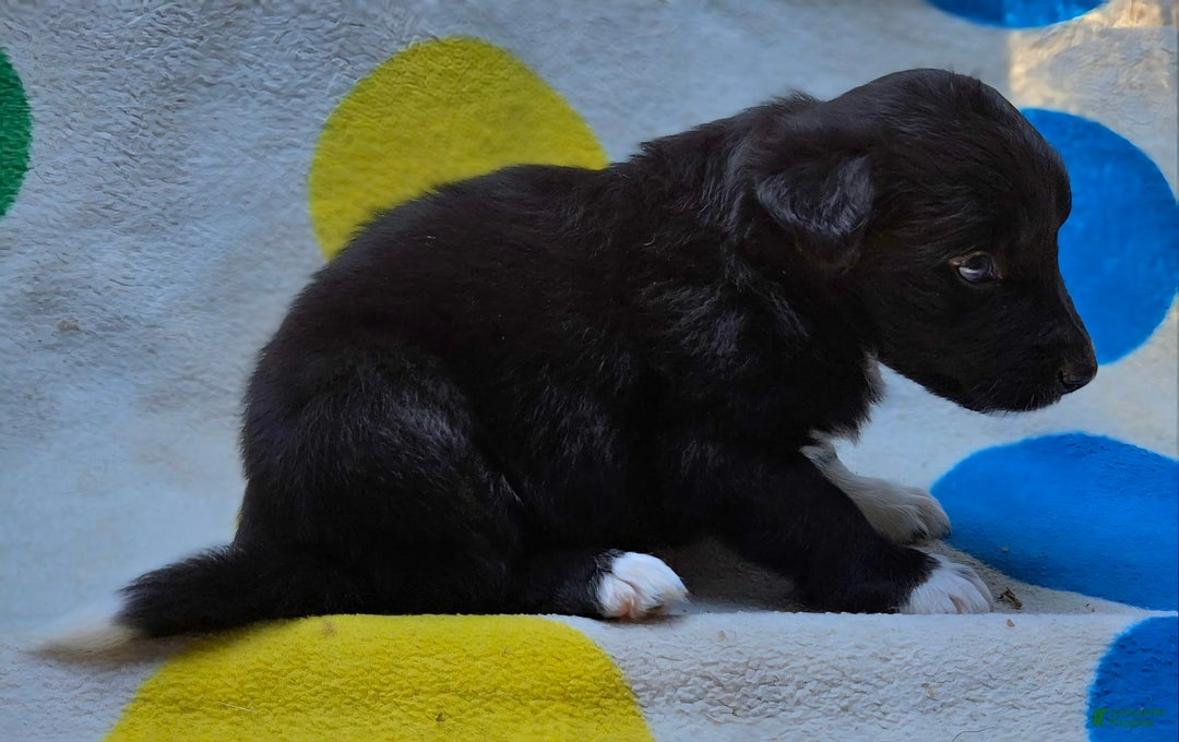 Border Collie dogs for sale: Francis - Image 8