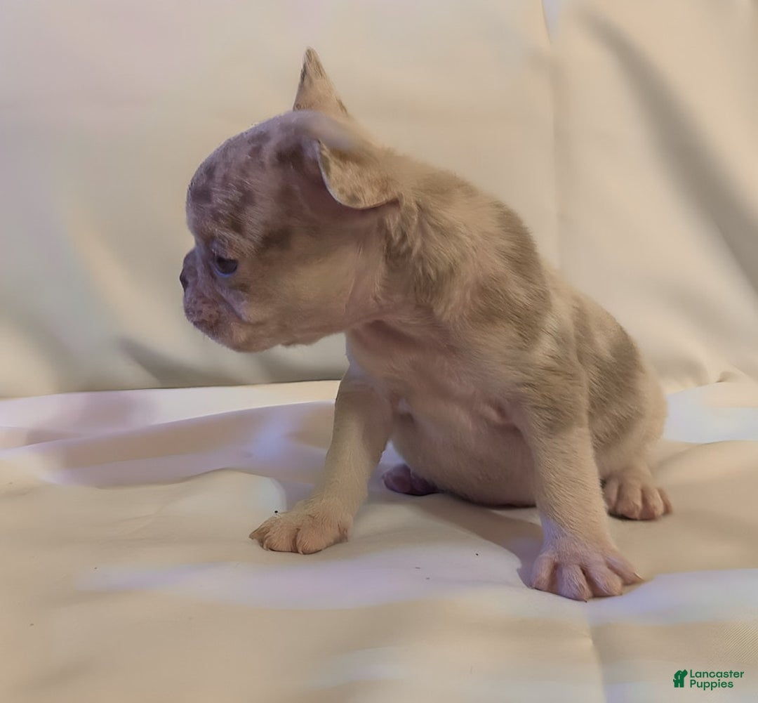 French Bulldog dogs for sale: Brooklyn - Image 7