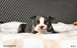 Boston Terrier dogs for sale: Jasper - Image 4