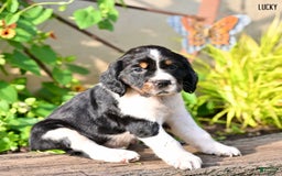 English Springer Spaniel dogs for sale: Lucky - Image 4