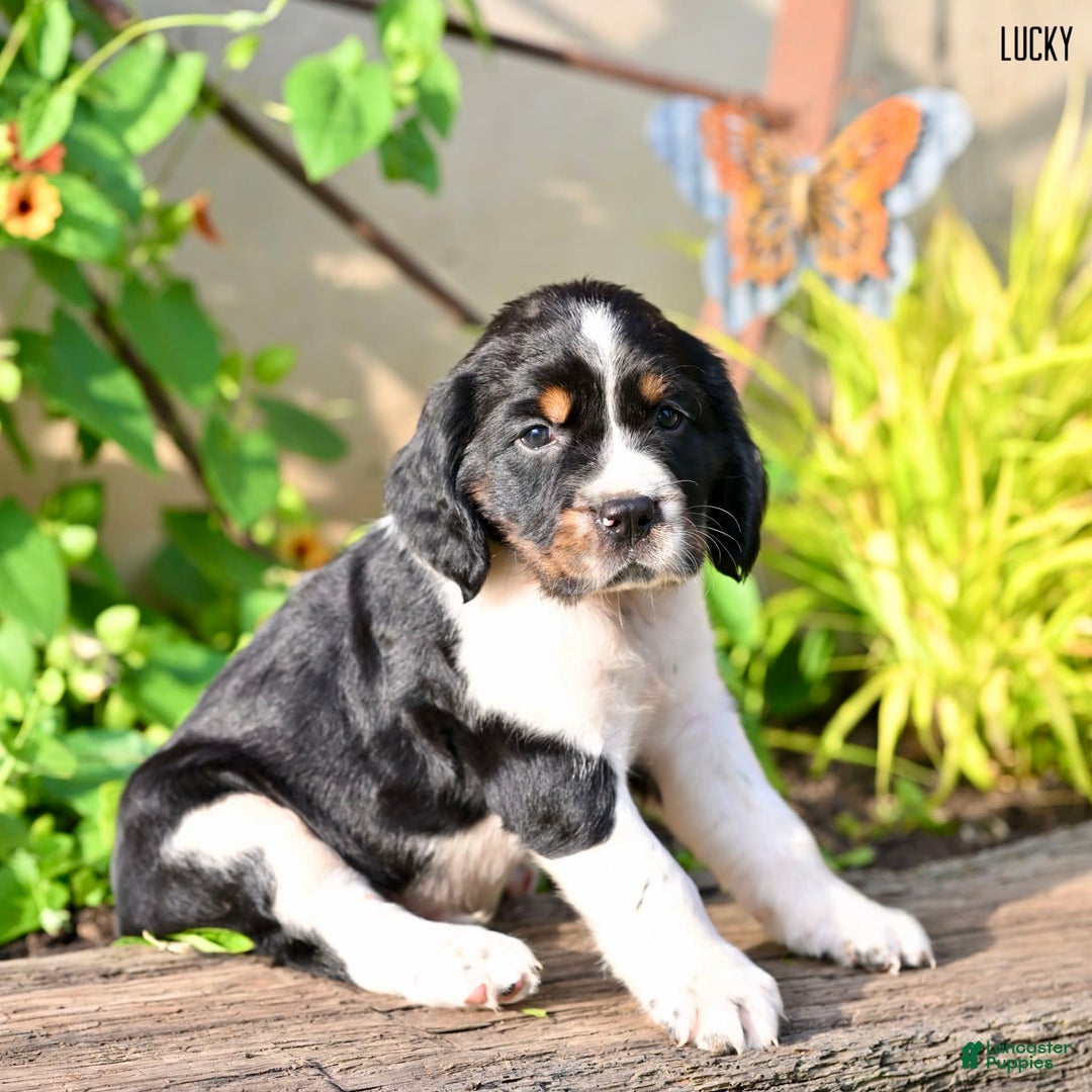 English Springer Spaniel dogs for sale: Lucky - Image 4