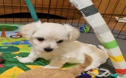 Cavachon dogs for sale: Destin - Image 14