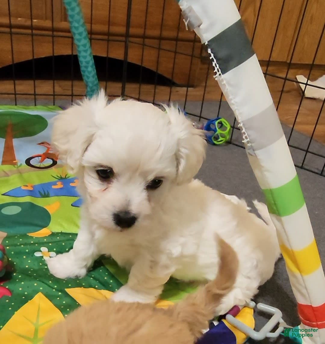 Cavachon dogs for sale: Destin - Image 14