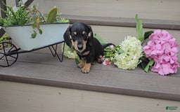 Miniature Dachshund dogs for sale: Felix - Image 2