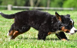 Bernese Mountain Dog dogs for sale: Bailey - Image 5