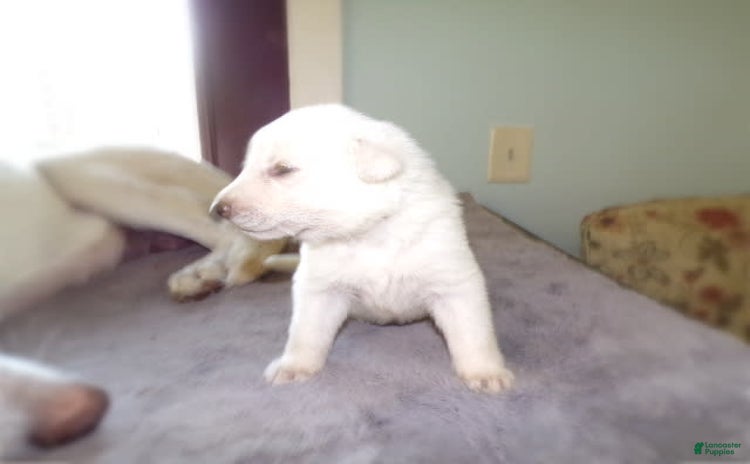 German Shepherd dogs for sale - Ad 2