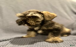 Miniature Schnauzer dogs for sale: Skyland - Image 1