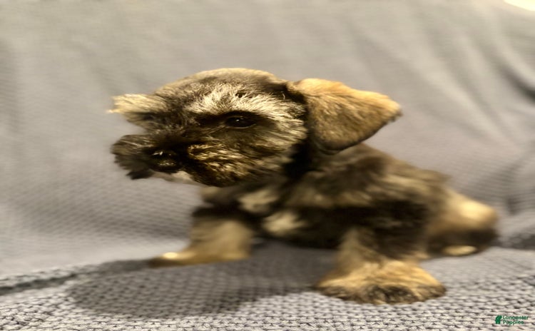 Miniature Schnauzer dogs for sale - Ad 1