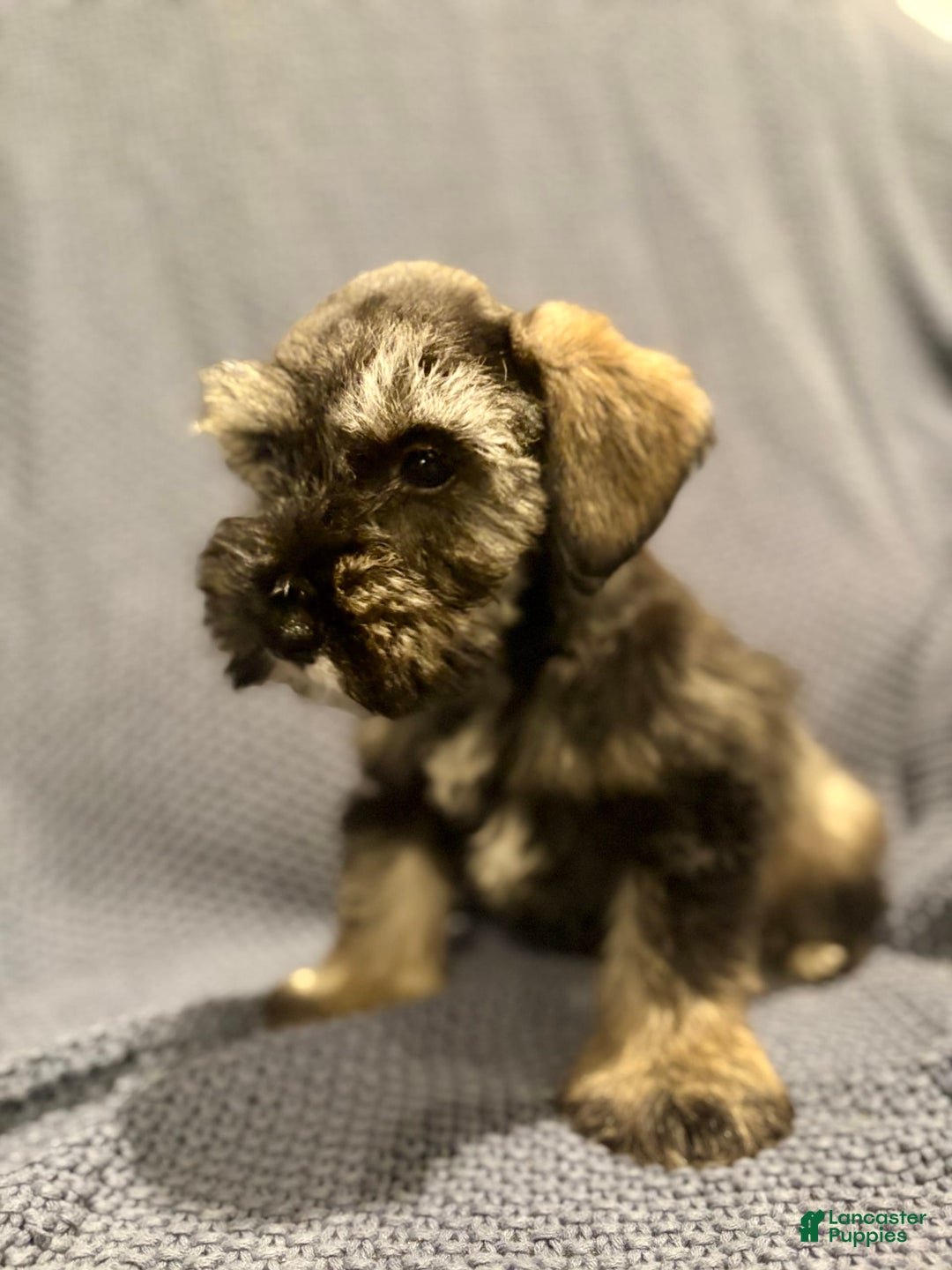 Miniature Schnauzer dogs for sale: Skyland - Image 1