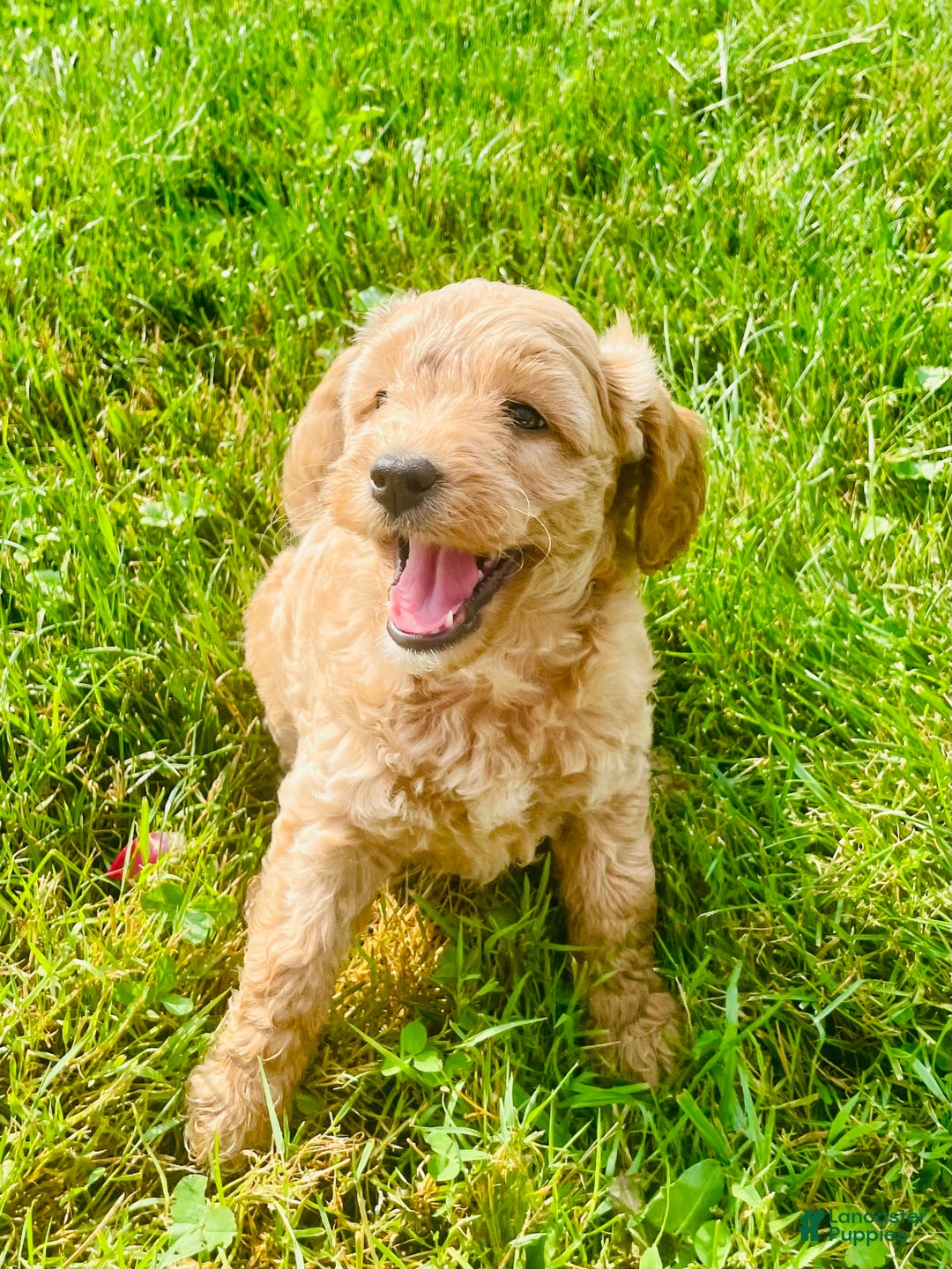 Mini Goldendoodle dogs for sale: Donut - Image 3