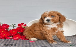 Toy Poodle dogs for sale: Nutmeg - Image 2