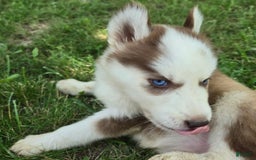 Siberian Husky dogs for sale: Munchkin - Image 1
