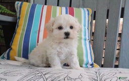 Maltipoo dogs for sale: Polly - Image 2