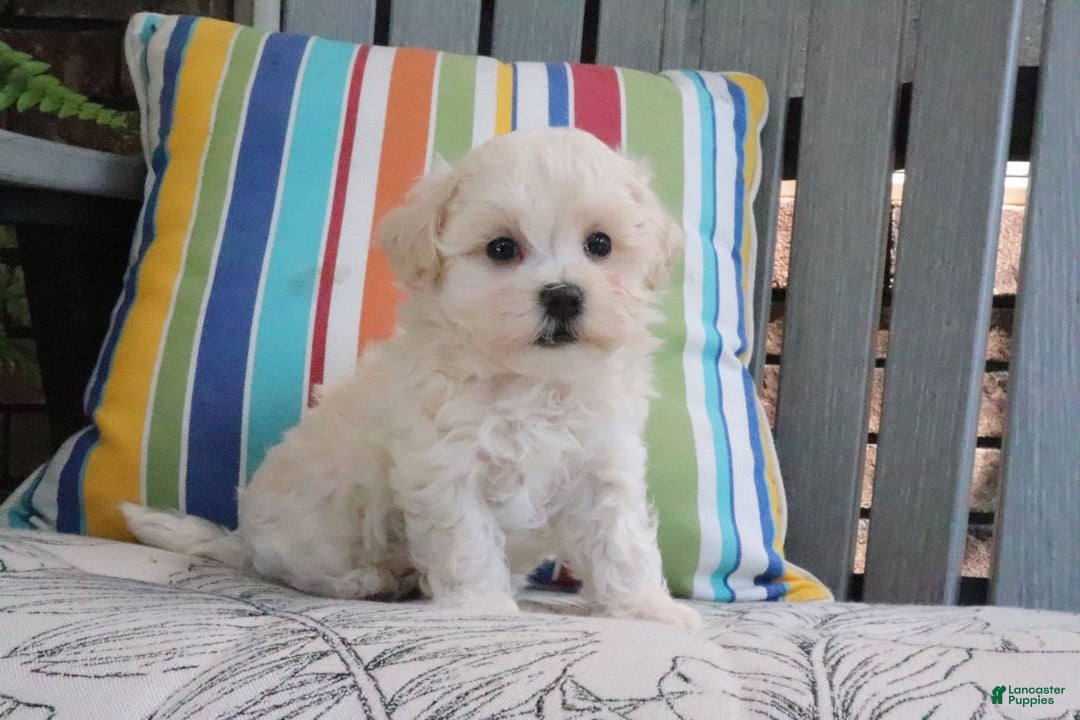 Maltipoo dogs for sale: Polly - Image 2