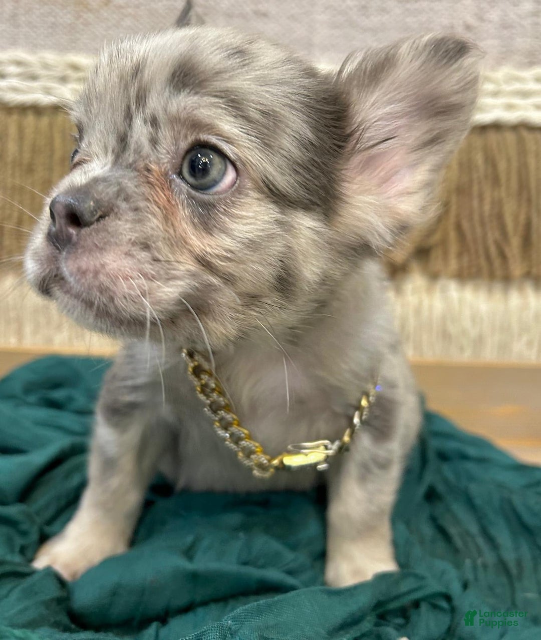 French Bulldog dogs for sale: Fluffy French Bulldog - Image 3