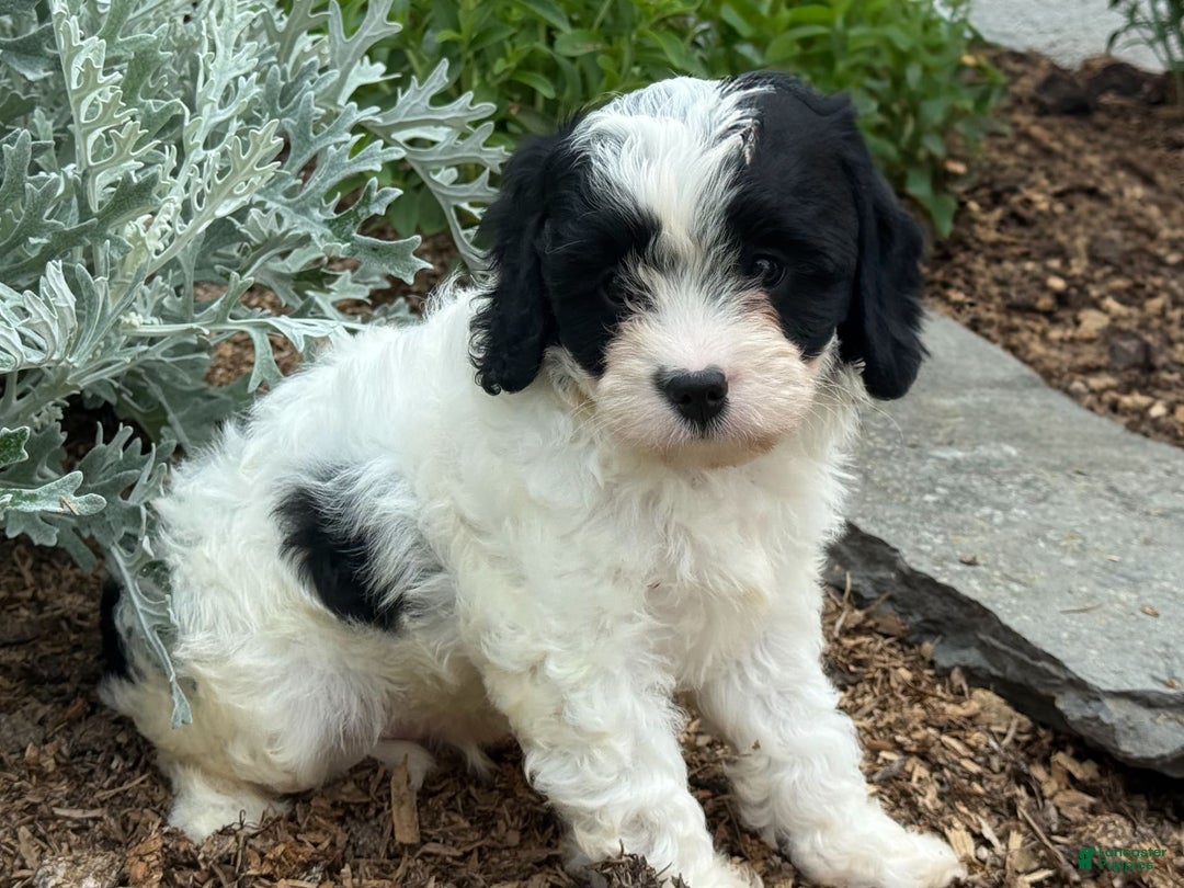 Cavapoo dogs for sale: Cole - Image 2