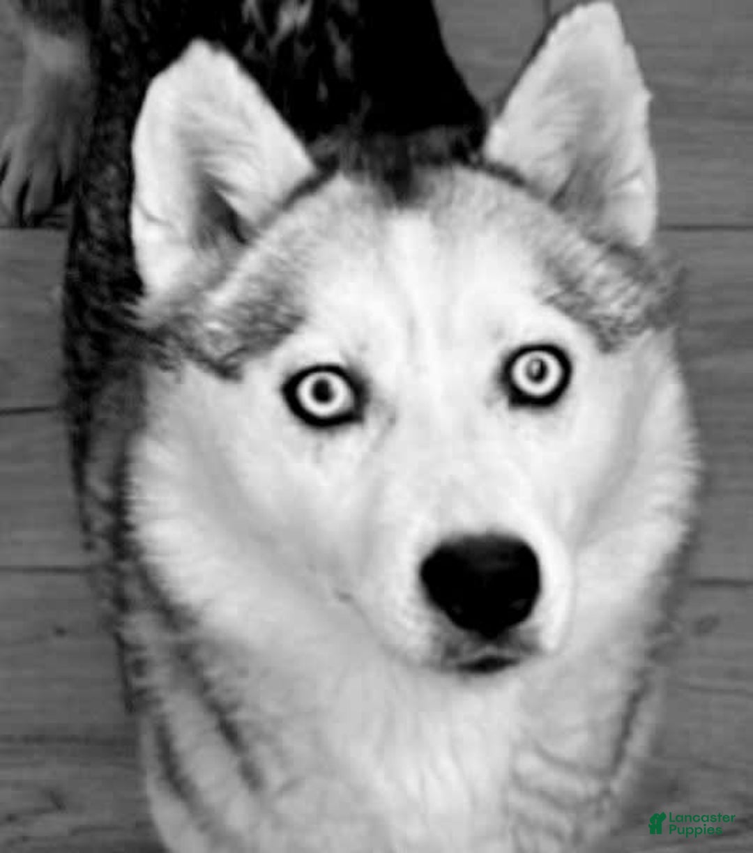 Siberian Husky dogs for sale: Akc Lincoln - Image 5