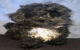 Yorkiepoo dogs for sale: Laverne - Image 4