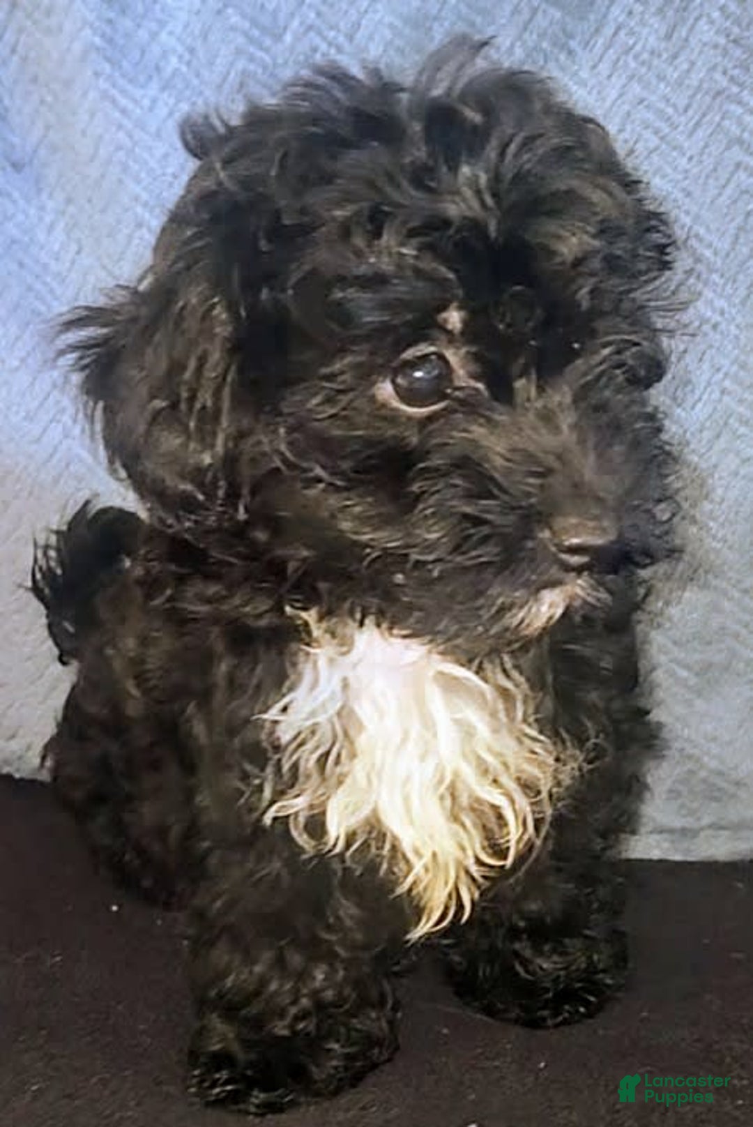 Yorkiepoo dogs for sale: Laverne - Image 4
