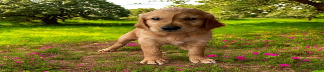 Rufus