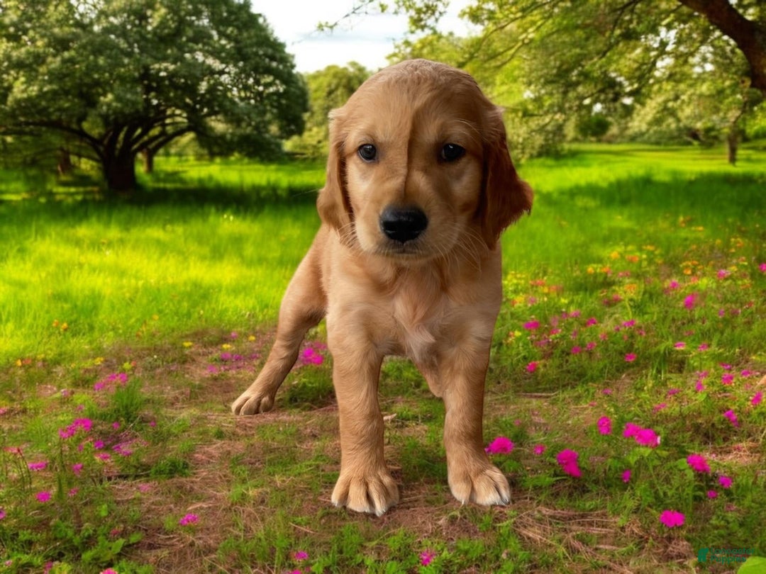 Golden Retriever dogs for sale: Rufus - Image 16