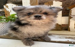 Pomeranian dogs for sale: Rusty - Image 13