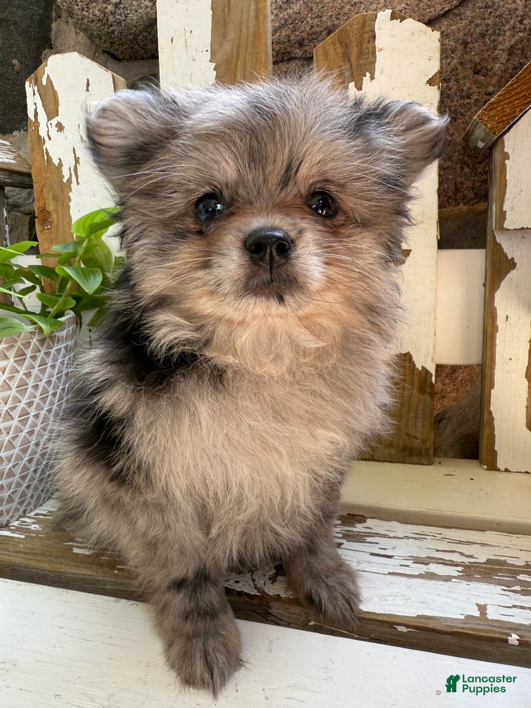 Pomeranian dogs for sale: Rusty - Image 13