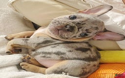 French Bulldog dogs for sale: Rony - Image 3