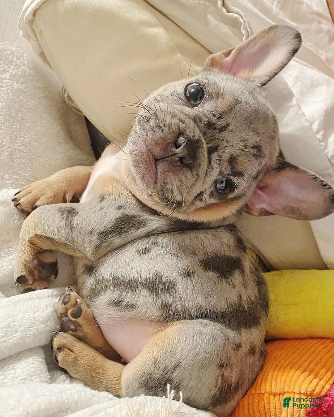 French Bulldog dogs for sale: Rony - Image 3