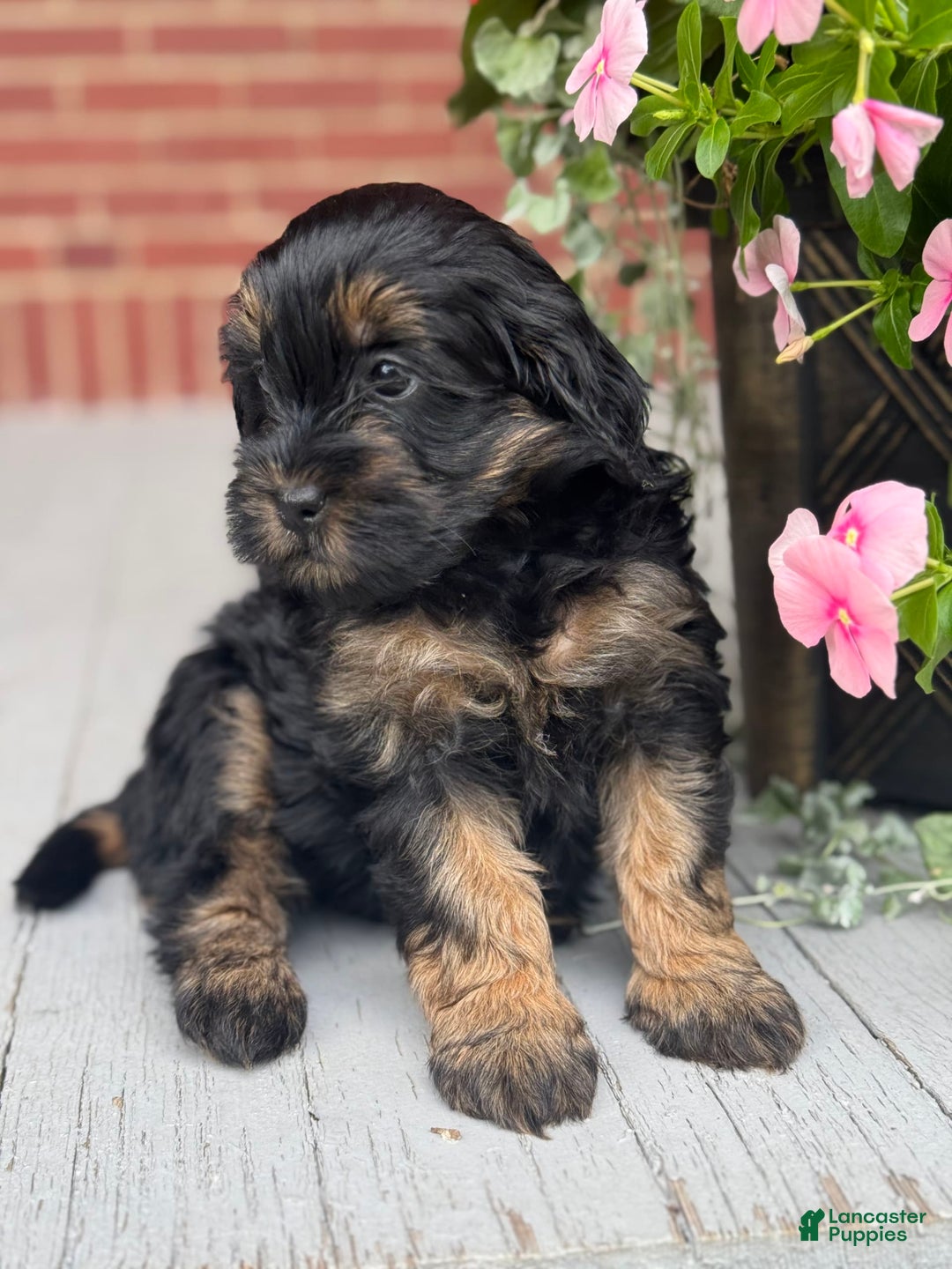 Mini Bernedoodle dogs for sale: Beauty - Image 2