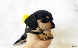 Miniature Dachshund dogs for sale: Akc Sadie - Image 3