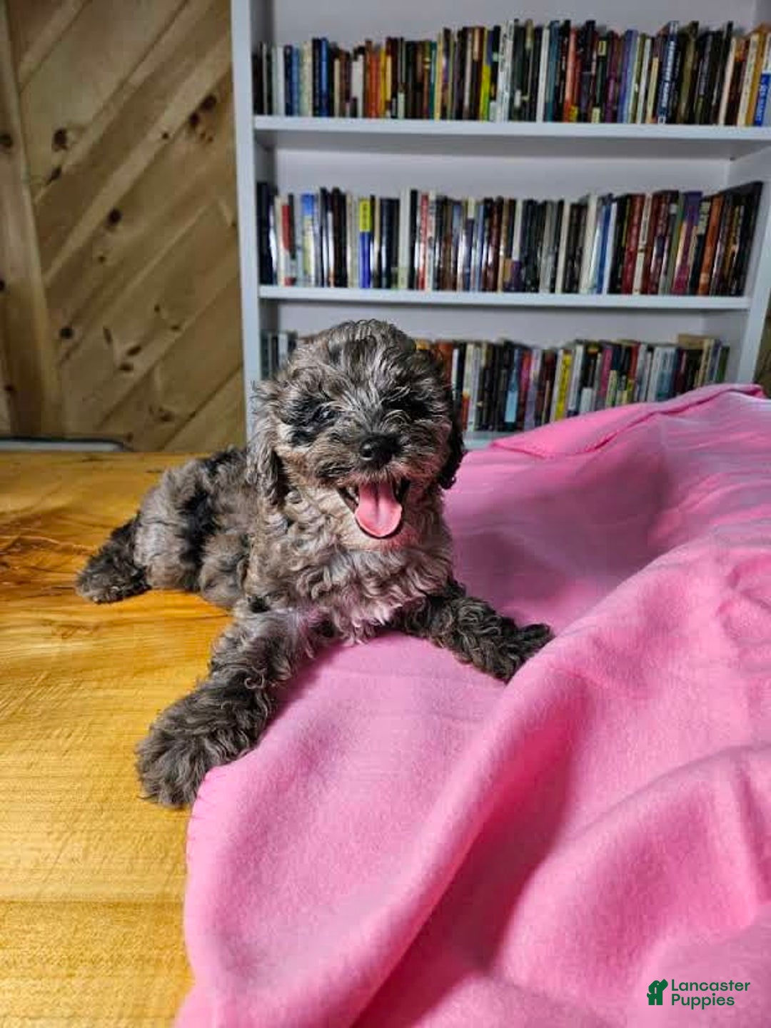 Portuguese Water Dog dogs for sale: Speckles - Image 10