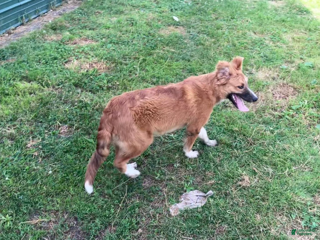 Border Collie dogs for sale: Beau - Image 2