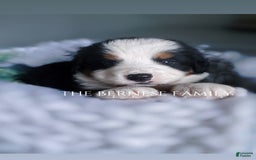 Bernese Mountain Dog dogs for sale: Male - Image 4