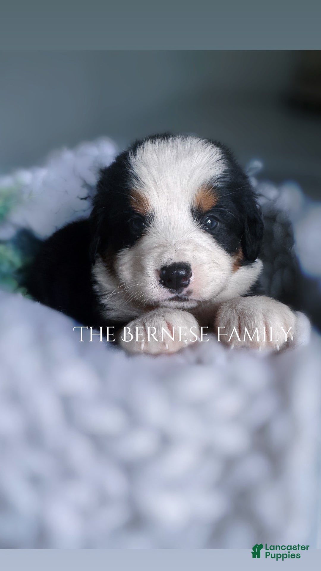 Bernese Mountain Dog dogs for sale: Male - Image 4