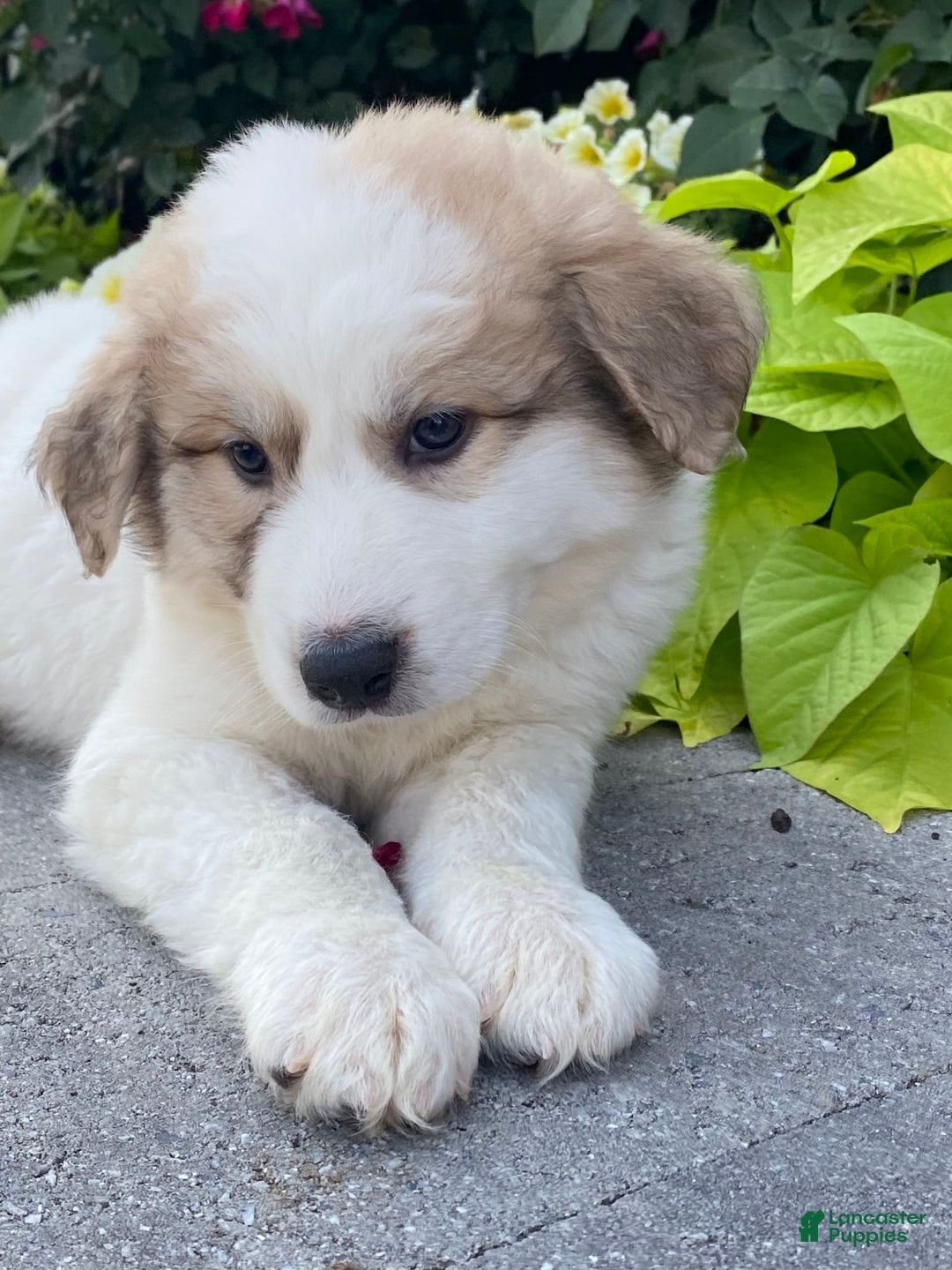 Great Pyrenees dogs for sale: Greta - Image 3