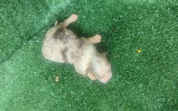 Chihuahua dogs for sale: Lilac Merle - Image 2