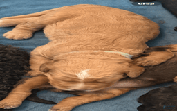 Bernedoodle dogs for sale: Black Collar - Image 2