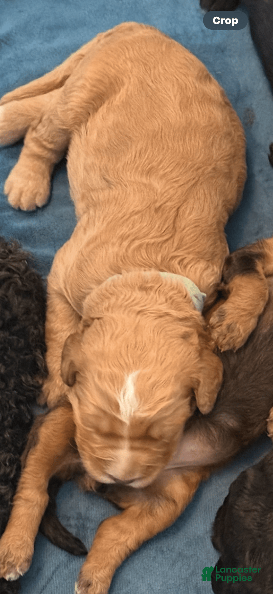 Bernedoodle dogs for sale: Black Collar - Image 2