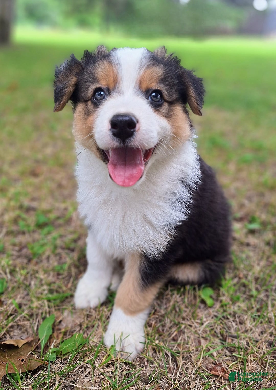 Australian Shepherd dogs for sale: Nate - Image 6